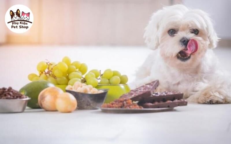 Chó poodle ăn gì? Bật mí 5 loại thức ăn cho poodle